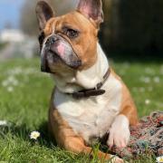 maurice