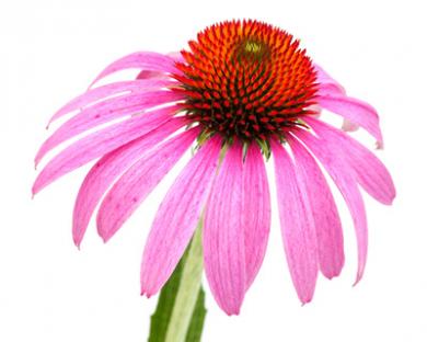 phytothérapie